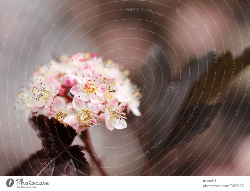 der Strauch des Teufels Natur Pflanze Blume Sträucher rosa Blatt Blühend Garten teufelsstrauch Farbfoto Außenaufnahme Nahaufnahme Detailaufnahme Makroaufnahme