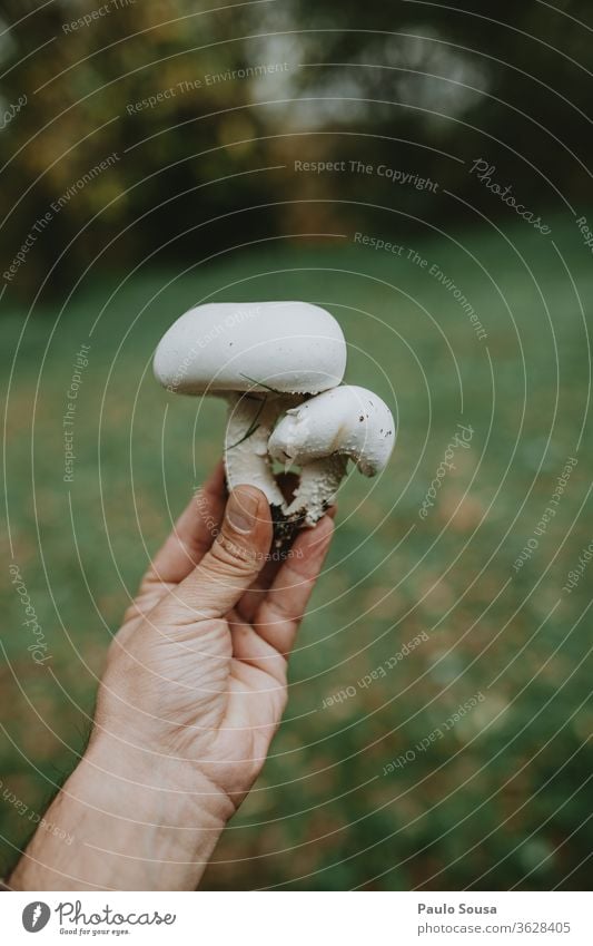 Pilz in der Nähe der Hand haltend Pilzhut Pilze essbar Speisepilze Esib Tag Umwelt Lebensmittel Ernährung Nahaufnahme Außenaufnahme Farbfoto Herbst Wald Natur