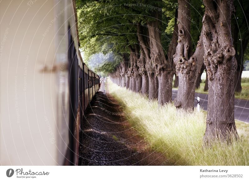 Mollyfahrt an der Ostsee molly Bahn Zug Zugfahrt Bahnfahrt Allee Alleebäume fahren Urlaub Straße Straßenverkehr Waggon Reise Schatten