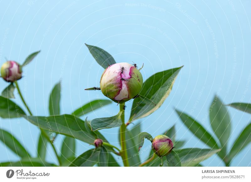 Schwarze Gartenameisen fressen Nektar an der Pfingstrosenknospe. Insektenschädlinge auf blühendem Blütenkopf auf blauem Hintergrund Ameise Schädling Blume Natur