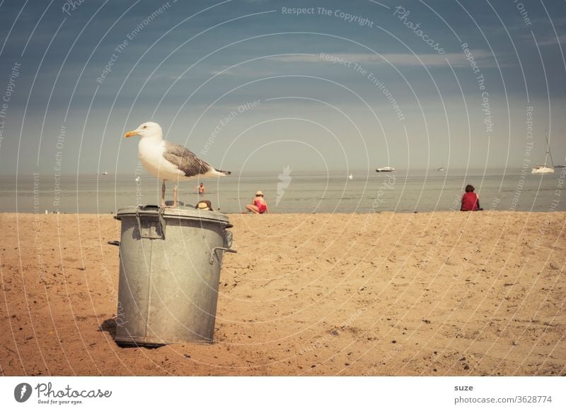 Besetzter Restposten - objektive Möwe am Strand ruhig Natur Tier Küste Meer Sand Ostsee Wildtier Vogel stehen warten Sehnsucht Fernweh Urlaub Tourismus