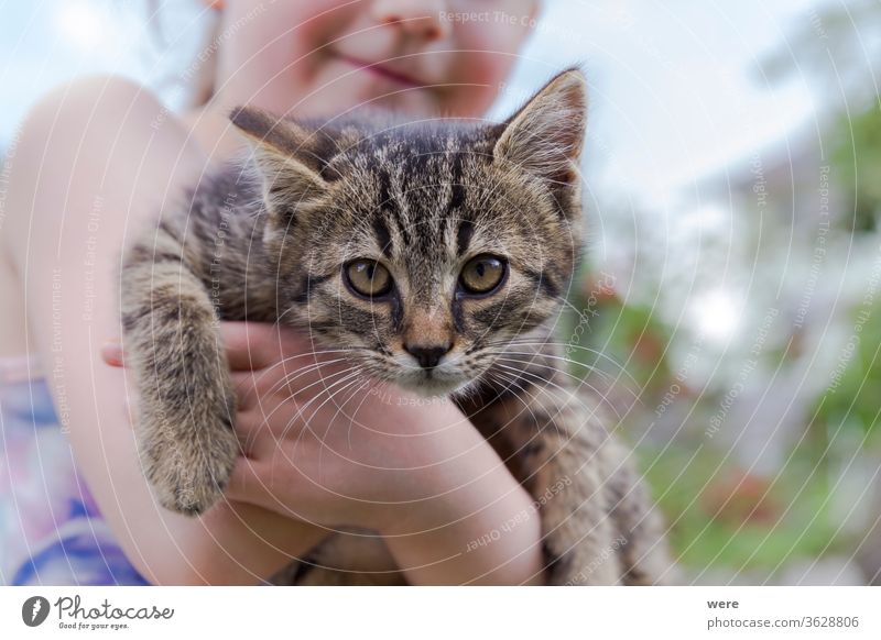 ein kleines Katzenbaby auf dem Arm eines kleinen Mädchens jung Jungtier Tier Babykatze Kind kuschlig kuschelig weich niedlich Fell Halt menschlich wenig