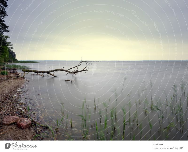 am Bodden Natur Landschaft Pflanze Wasser Himmel Wolken Horizont Klima Wetter schlechtes Wetter Baum Gras Küste Strand Bucht grau grün gefallen Farbfoto