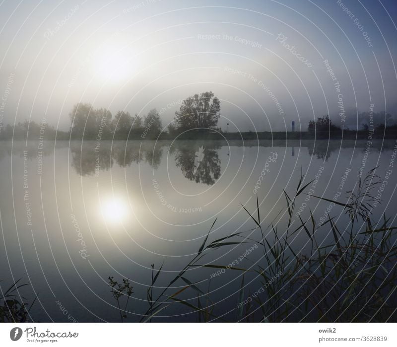 Donaumorgen Fluss fließen Stille Ruhe windstill Wasser Natur Landschaft Außenaufnahme Farbfoto Menschenleer Idylle ruhig Reflexion & Spiegelung morgens