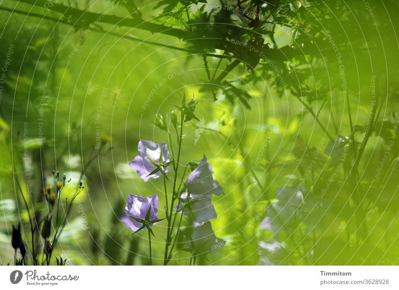 Des Hobbygärtners Paradies Gärtner Gärtnerei Folie grün Pflanze Blüte Gartenarbeit Vielfalt Natur Freizeit & Hobby