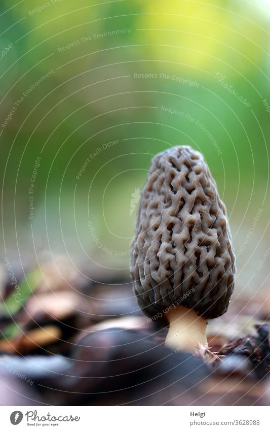 Frühlingsmorchel  wächst im Garten Pilz Morchel Erdboden Nahaufnahme Froschperspektive Bokeh Textfreiraum oben Textfreiraum links Farbfoto Natur Außenaufnahme