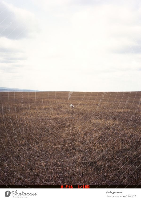 eine Kugel eine Whippet Natur Landschaft Himmel Wolken Horizont Frühling Feld Haustier Hund 1 Tier Jagd Spielen stehen gut einzigartig stark Freude Farbfoto