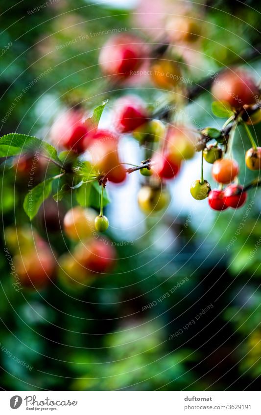 Kirschen in Nachbars Garten Kirschbaum Baum Sommer Frucht süß Ernte saftig Prunus lecker reif Gesundheit Lebensmittel Jahreszeiten Sauerkirsch organisch grün