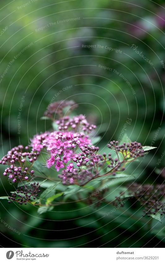 Gartenblume zartrosa vor grünem Hintergrund japanischer Spierstrauch Blütenpracht Pflanzenschutz erblühen Pflanzenteile frisch Flora Blume Romantik