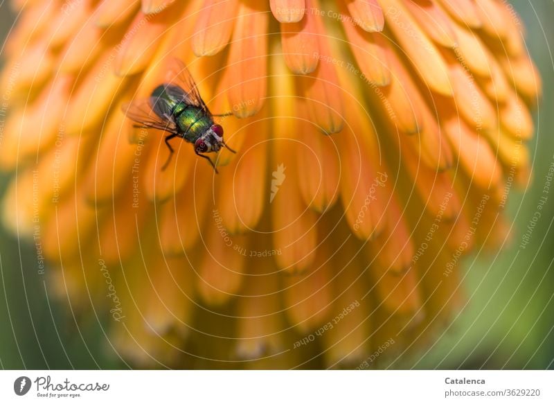 Die Goldfliege (Lucilia sericata) sitzt auf den orangenen Blüten der Kandelaber Aloe Flora Fauna Insekt Fliege Schmeißfliege Pflanze Sukkulente Natur Sommer