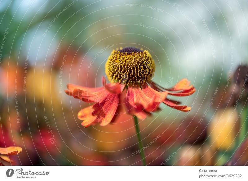 Die Blüte des rauen Sonnenhut tanzt im Garten Natur Flora Blume Falscher Sonnenhut Rudbeckia hirta blühen verblühen duften schönes Wetter Sommer Blumenbeet Gelb