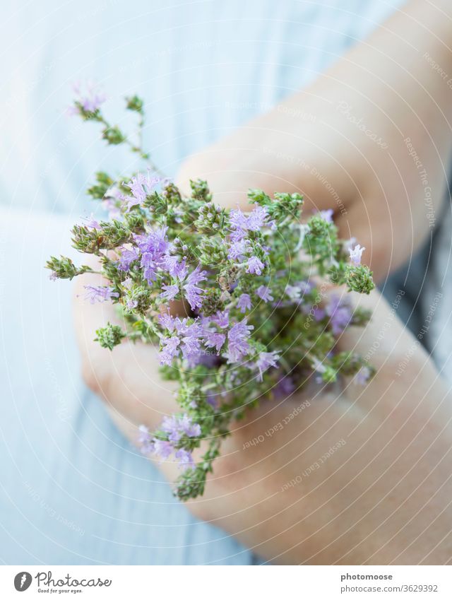 Frisch gepflückter Thymian auf dem Schoß Crete Kräuter & Gewürze Küchenkräuter bluten Schuss bereits von Hand Hände blau frisch Sommer sommerlich Blühend