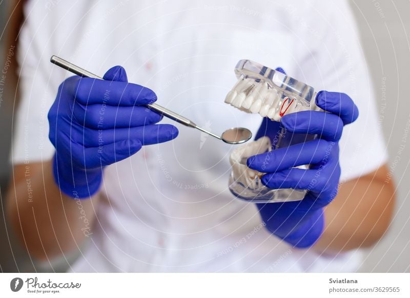 Ein Zahnarzt hält in einer Zahnarztpraxis eine Probe von Kieferzähnen in der Hand. Zahnmedizin Büro Pflege Klinik Arzt Gerät Gesundheit Hygiene medizinisch