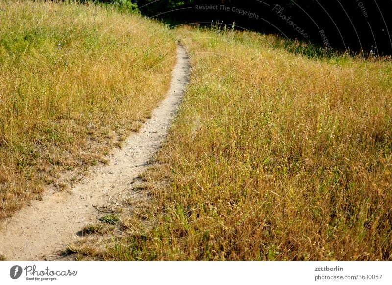 Trampelpfad ausflug wiese ferien gras natur rasen urlaub wachstum wandern wanderweg kurve spaziergang trocken trockenheit sommer