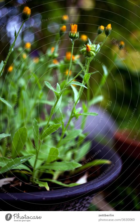 Ackerringelblumen blühen blüte erholung ferien garten kleingarten kleingartenkolonie menschenleer natur pflanze ruhe schrebergarten sommer strauch textfreiraum