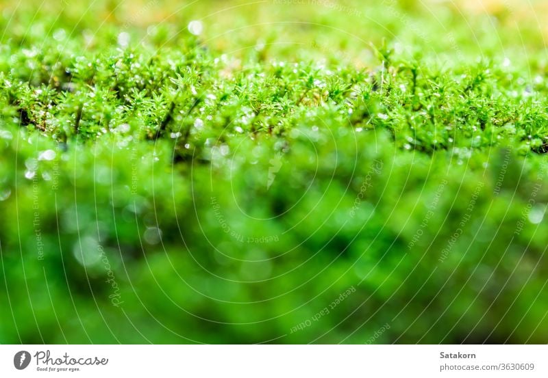 Frisches grünes Moos, das auf dem Boden mit Wassertropfen im Sonnenlicht wächst Tau Natur frisch Makro Garten Wald Tropfen nass Algen üppig (Wuchs) Schönheit