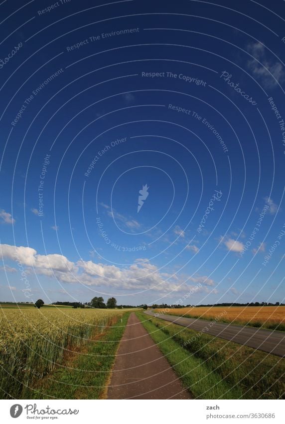 7 Tage durch Brandenburg - 10 Meter Feldweg Ackerbau Landwirtschaft Gerste Gerstenfeld Getreide Getreidefeld Weizen Weizenfeld gelb blau Himmel Blauer Himmel