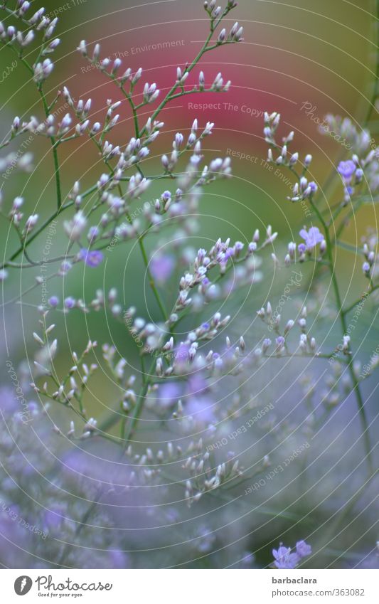 In meinem Garten Sommer Schönes Wetter Pflanze Blume Sträucher Blüte Blühend Wachstum Duft frisch schön viele wild blau grün rot Stimmung Fröhlichkeit