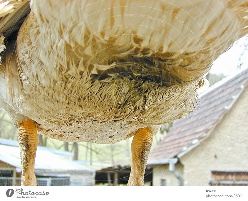 entenende Tier Braten Abheben Verkehr Ente flugente Ende Bauernhof Natur Hinterteil Feder Ernährung Perspektive Beine fliegen