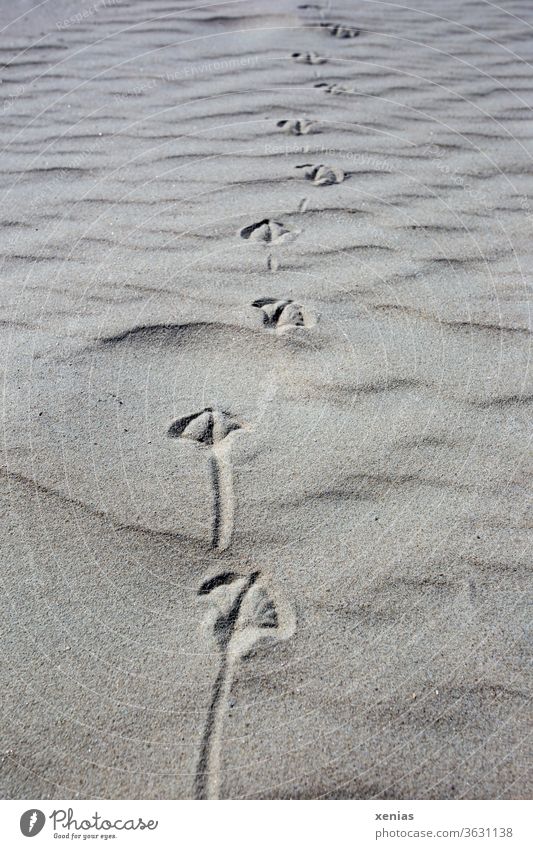 Vogelspuren im Sand Strand Tierspuren Möwe Möwenspur Küste Spuren Natur Gedeckte Farben Abdruck Weg xenias