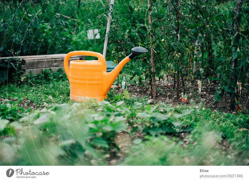 Eine orangene Gießkanne zwischen grünen Pflanzen im Garten gärtnern Beet Gartenarbeit Natur Gemüsebeet Tomatenpflanzen Nutzpflanze anbauen Bioprodukte