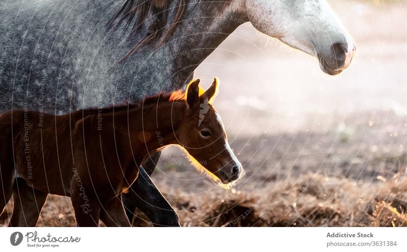 Schimmel mit Fohlen im Natursprung Pferd Weidenutzung Rasen Tier Feld Bauernhof Gras Sommer weiß Baby Hengst ländlich pferdeähnlich Reiterin Menschengruppe