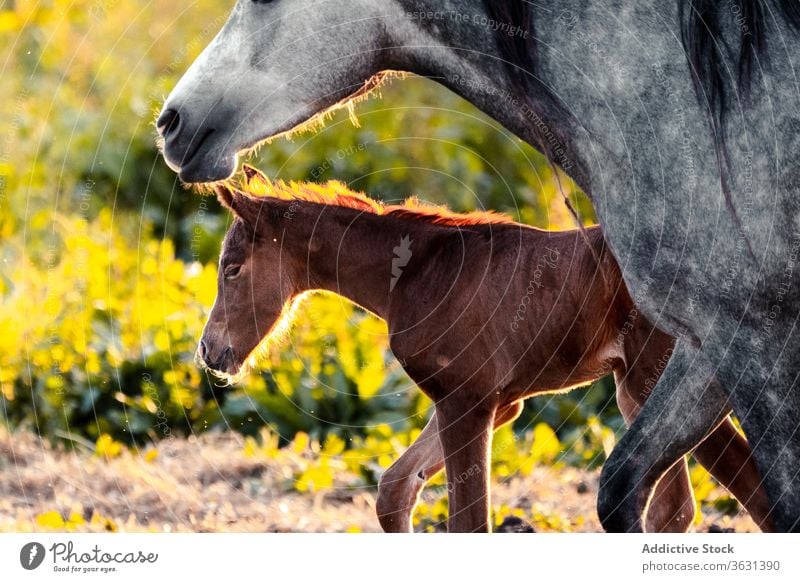 Schimmel mit Fohlen im Natursprung Pferd Weidenutzung Rasen Tier Feld Bauernhof Gras Sommer weiß Baby Hengst ländlich pferdeähnlich Reiterin Menschengruppe