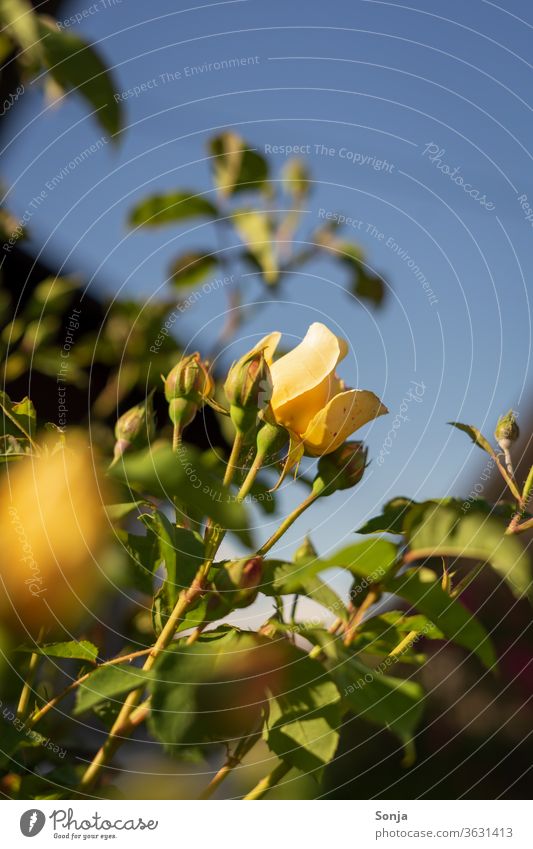 Eine gelbe Rose mit Knospen am Strauch vor eine blauen Himmel, Sommer strauch Blauer Himmel Nahaufnahme Blume Blüte Pflanze Natur Farbfoto Außenaufnahme