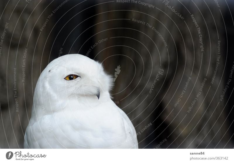 unter Beobachtung Tier Baum Baumrinde Zoo Wildtier Vogel Tiergesicht Eulenvögel 1 Weisheit beobachten Denken Blick hell Neugier klug schön weiß Wachsamkeit