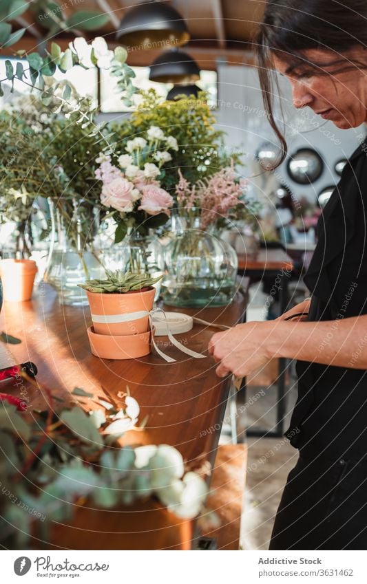 Florist arrangiert Band auf Topf mit Sukkulentenpflanze Blumenhändler Pflanze Werkstatt Bändchen einrichten Arbeit Frau Floristik Hand Laden Einzelhandel Beruf