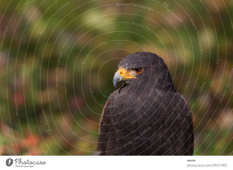 Porträt eines Raubvogels Weisskopfseeadler haliaeetus leucocephalus leucocephalus Tier schön Vogel Greifvogel Textfreiraum Adler Falknerei Fliege Wappentier