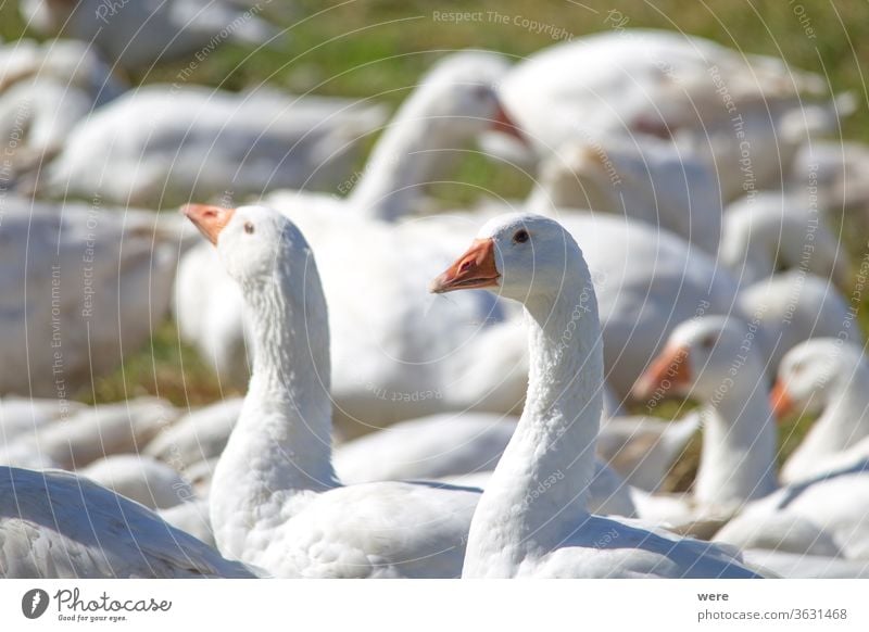 Ein Schwarm weißer Gänse auf der Wiese Weihnachtsessen Weihnachtsgans Wildschweingans Tier Tierhaltung Rindergans Vogel Hähnchen Koch Vegetarisch kochen