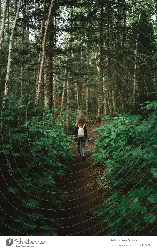 Rucksacktourist im grünen Wald Frau Weg Nachlauf Natur reisen Spaziergang Wälder Route Backpacker Reise Tourismus Abenteuer Algonquin PP Kanada Ontario Baum