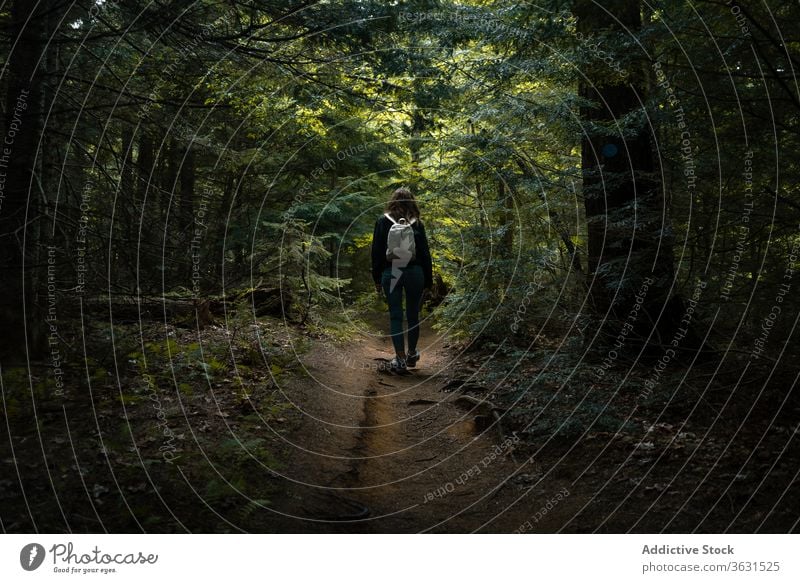 Rucksacktourist im grünen Wald Frau Weg Nachlauf Natur reisen Spaziergang Wälder Route Backpacker Reise Tourismus Abenteuer Algonquin PP Kanada Ontario Baum