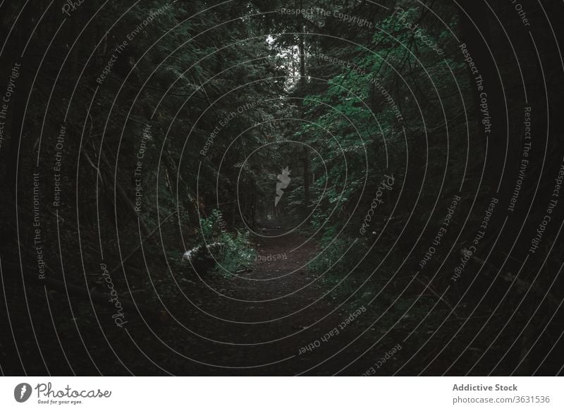 Dunkler Wald mit umgestürzten Stämmen dunkel trist dicht Weg Totholz Natur spukhaft mystisch obskur Landschaft Algonquin PP Ontario Kanada Wälder Umwelt Pflanze