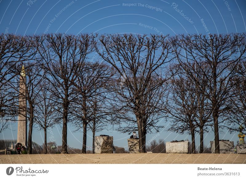 Kunst und Natur: Skulpturenstraße mit akkurat geschnittenen Bäumen Objektkunst Licht Allee Hamonie Baumschnitt Sonne Außenaufnahme Straße Sonnenlicht Himmel