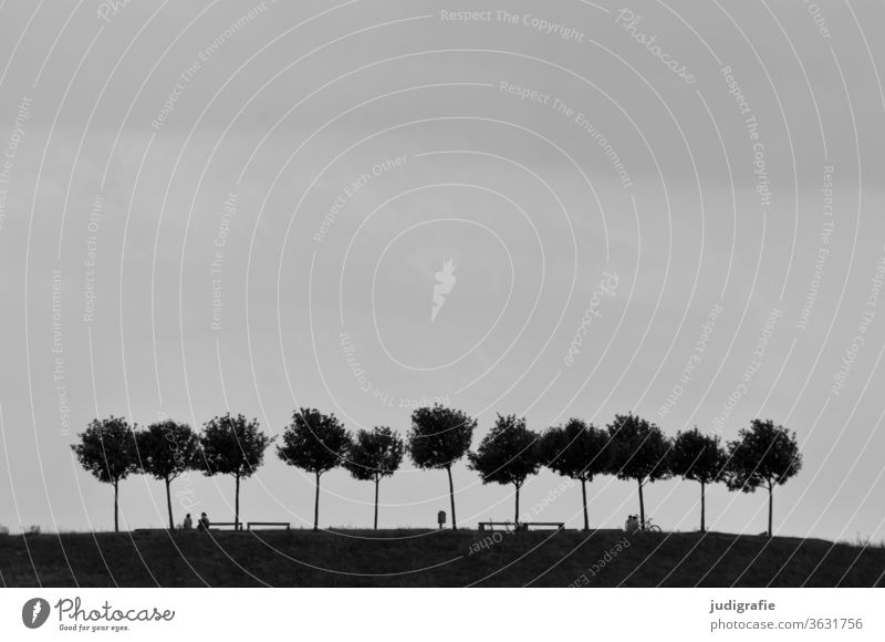 elf Bäume im Erholungsgebiet Baum Bäume am Horizont Natur Schwarzweißfoto Landschaft Außenaufnahme Tag ruhig Naherholungsgebiet Stadtrand Silhouette Reihe