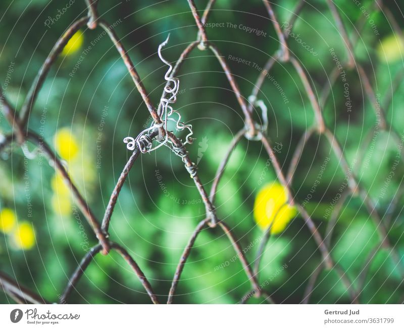 Wiese und gelbe Blüten hinter einem Maschendrahtzaun Blume Blumen und Pflanzen Farbe grün Graz Sommer Zaun Natur Farbfoto Außenaufnahme natürlich Garten