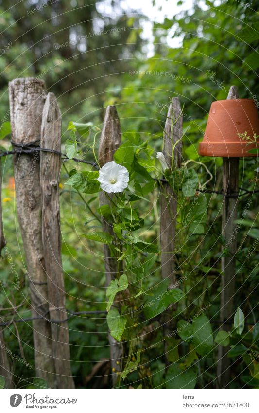 Zaunwinde Blüte Staketenzaun Sommer Garten Außenaufnahme Menschenleer Pflanze Schwache Tiefenschärfe Blühend Wachstum Tag Farbfoto Blumentopf