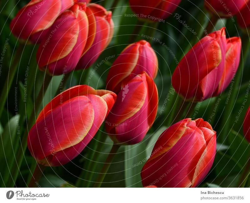 Mehrere rosa roten Tulpen mit gelben Streifen auf den Blütenblätter zwischen ihren grüne Blätter. blüten blumen garten rosarot natur natürlich schön romantisch