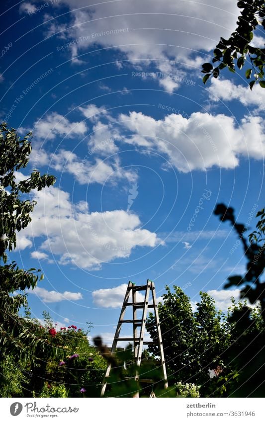 Leiter im Garten ast baum erholung ferien garten himmel kleingarten kleingartenkolonie menschenleer natur pflanze ruhe schrebergarten sommer strauch