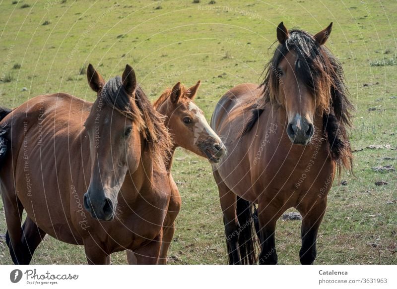 Pferdefamilie reiten Wiese Natur Grün Braun Nutztier Hengst Stute Fohlen frei wild Familie zusammen