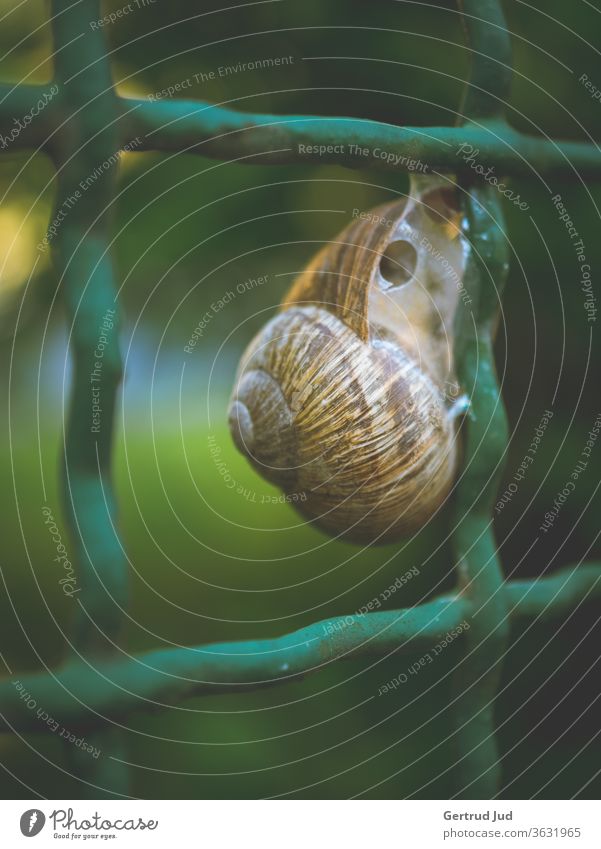 Eine Schnecke sitzt auf dem Gartenzaun Blume Blumen und Pflanzen Gras Graz Sommer Tier Wiese Zaun Natur grün Farbfoto Außenaufnahme natürlich Umwelt