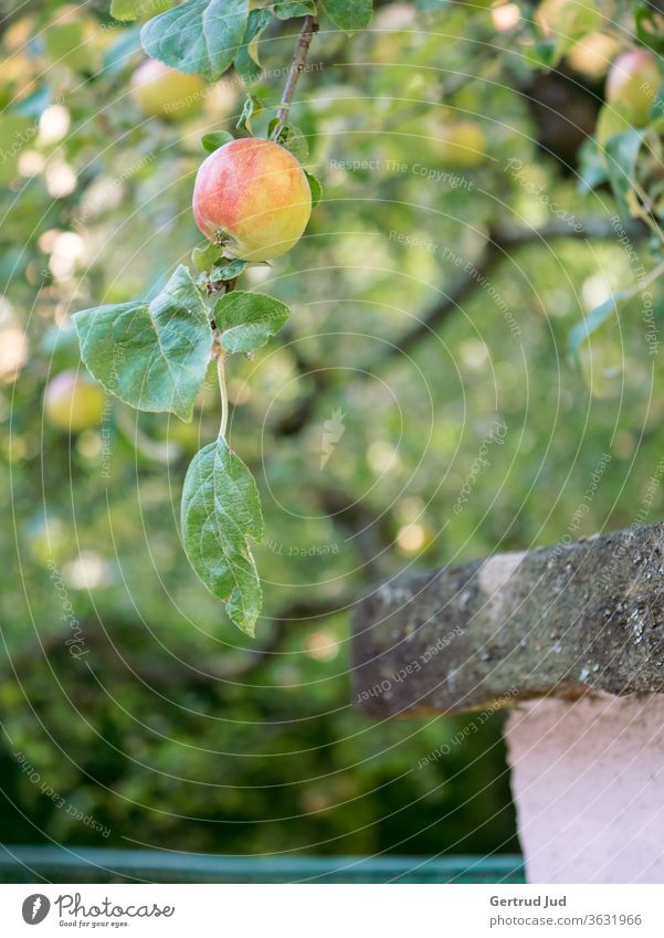 Ein Apfel hängt am Ast über dem Zaun Blumen und Pflanzen Gras Graz Sommer Natur Garten Außenaufnahme grün Farbfoto Nahaufnahme natürlich Wachstum frisch