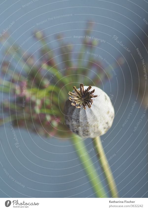 Mohn und Zierzwiebel rot Sommer Blume Allium giganteum grün Innenaufnahme Tag Natur Farbfoto Nahaufnahme Makroaufnahme Detailaufnahme Dekoration & Verzierung