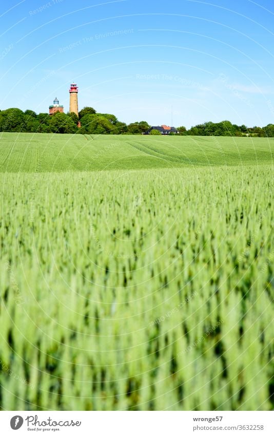 Hinter einem grünen Weizenfeld schauen die 2 Leuchttürme vom Kap Arkona sehnsüchtig in die Ferne Leuchtturm Insel Rügen Ostsee Horizont klein winzig weitweg