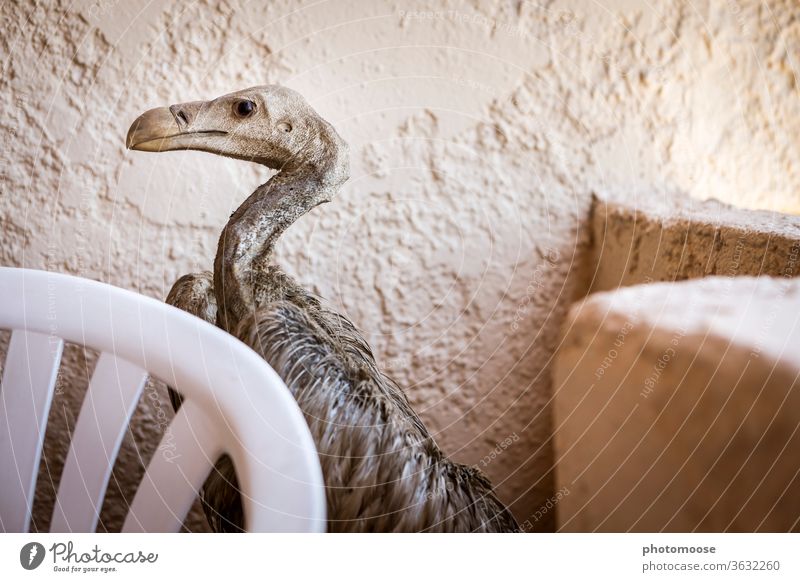 Ausgestopfter Geier als Dekoration in Abstellecke Kreta ungewöhnlich Gartenstuhl Vogel Farbfoto Tierporträt Aasfresser Menschenleer Ecke Abgestellt vergessen