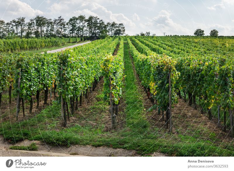 Weinberge bei Sonnenuntergang während der Erntezeit im Herbst Trauben Weingut Kalifornien Frankreich Elsass Hintergrund Ackerbau wachsend Landschaft Bauernhof