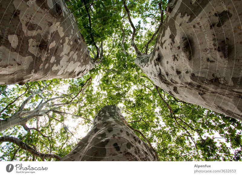 Treffen sich drei Bäume....... Baumstamm Stamm Natur Umwelt Außenaufnahme Wald grün Tag Ast Menschenleer Pflanze Froschperspektive Baumrinde Farbfoto Blatt