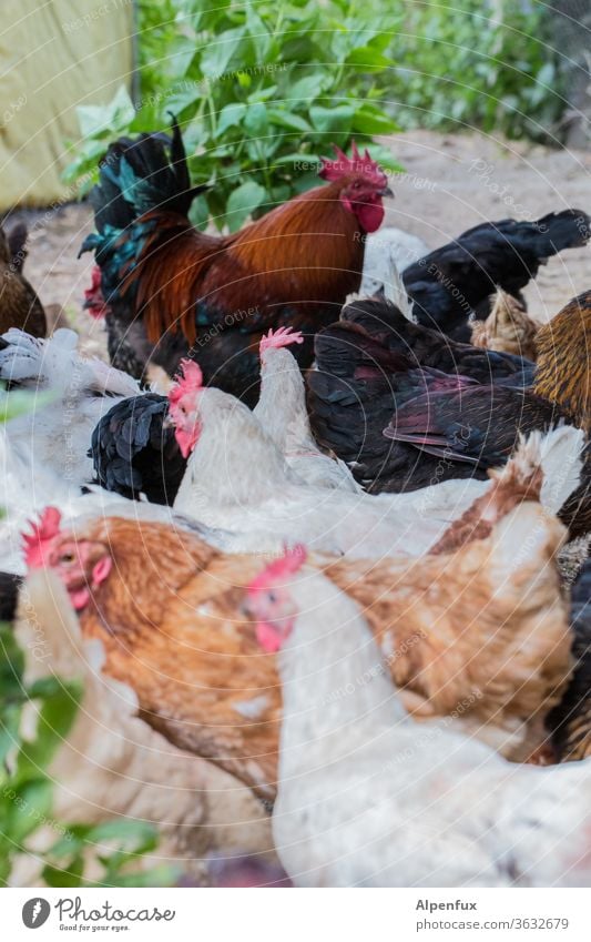 Hühnerhaufen Hahn Huhn Vogel Haushuhn Bauernhof Außenaufnahme Geflügel Ei Landwirtschaft Nutztier Tierporträt Farbfoto Natur Biologische Landwirtschaft